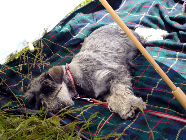 Billie the dog keeping cool under an umbrella