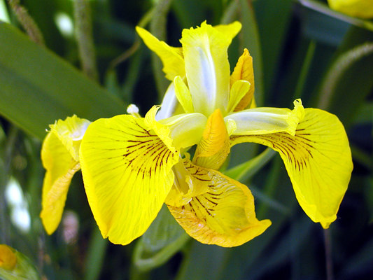 Yellow Iris in flower