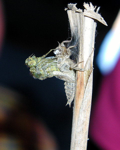 Emerging dragonfly at 11:11h