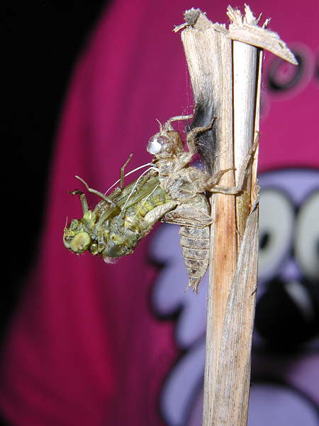 Emerging dragonfly at 11:12h