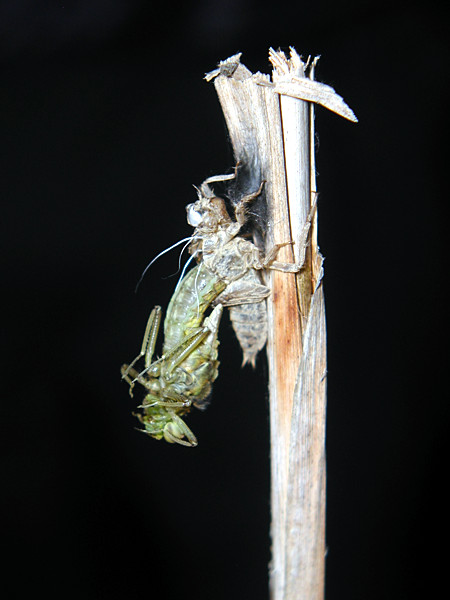 Emerging dragonfly at 11:17h