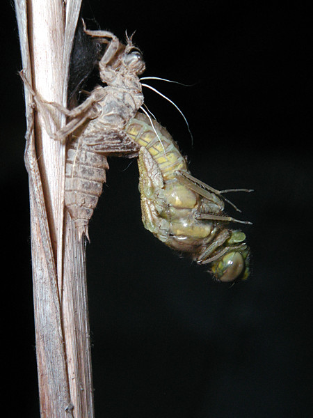 Emerging dragonfly at 11:31h