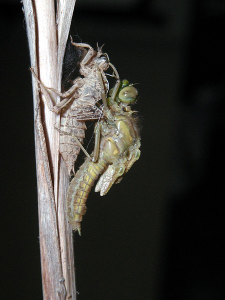 Emerging dragonfly at 11:39h