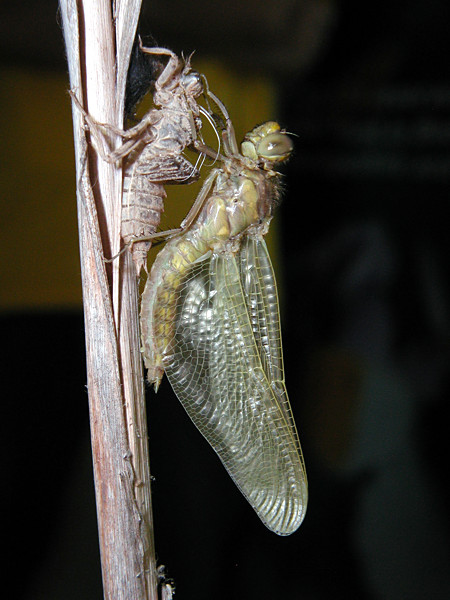 Emerging dragonfly at 12:04h