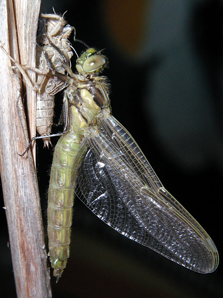 Emerging dragonfly at 12:48h