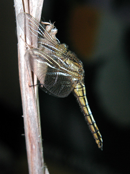 Emerging dragonfly at 14:02h