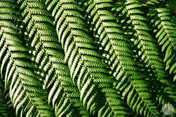 Fern leaves