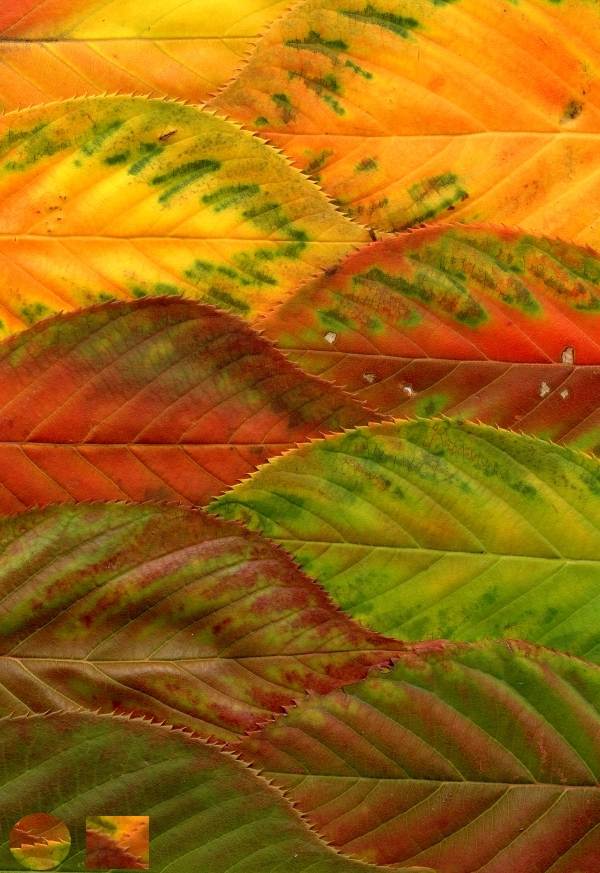 Flowering cherry leaves