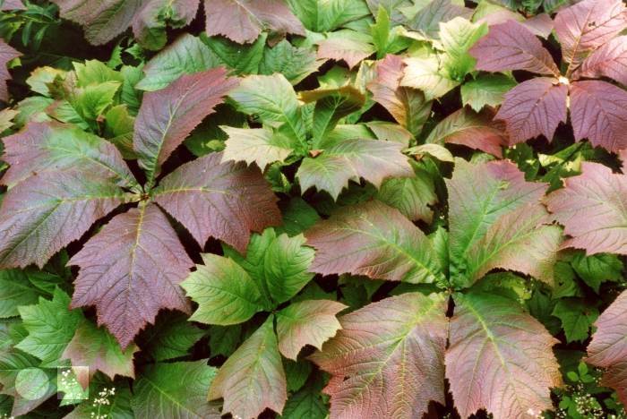 close up of foliage of large leaved plant