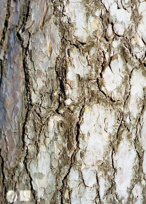 Bark on tree near Castle Rising