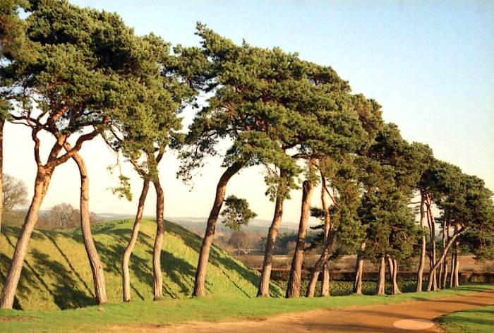Trees at Castle Rising