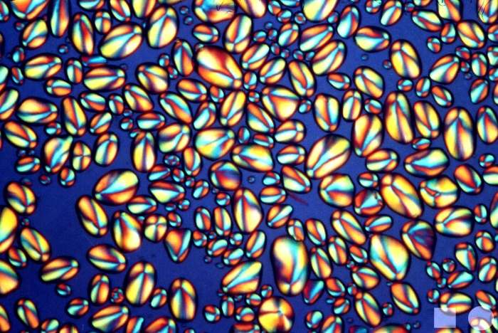 starch grains from potato from tesco