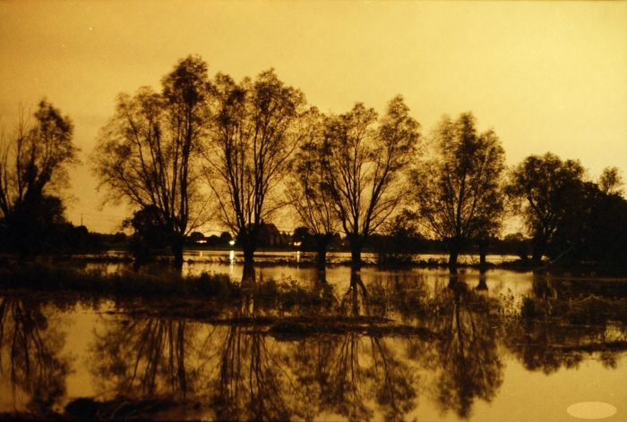 trees reflected in october flood
