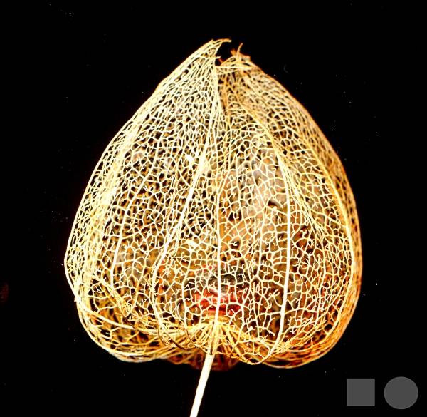 Physalis