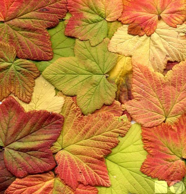 flowering currant leaves