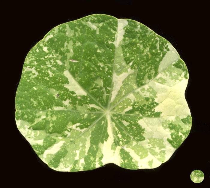 nasturtium leaf