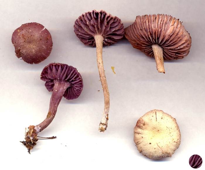Amethyst deceiver
