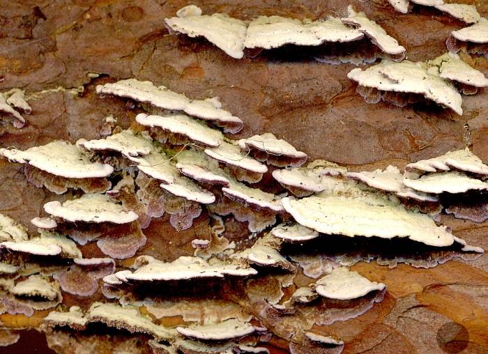 Bracket fungi on bark