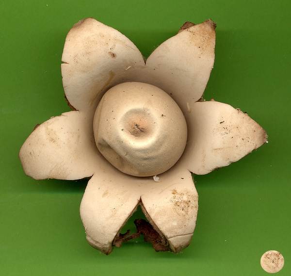 geastrum triplex fungus