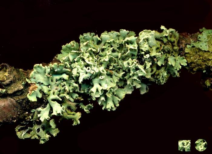 Lichen on twig