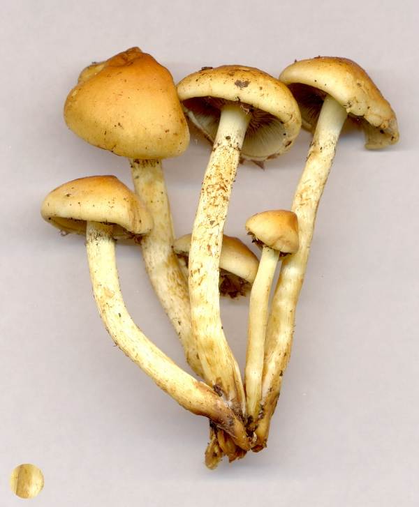 sulphur tuft fungi