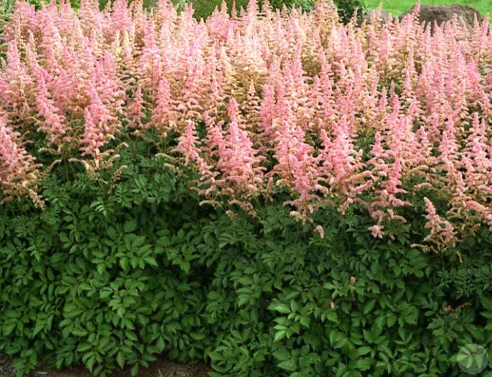 Astilbe