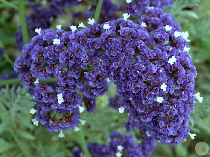 limonium