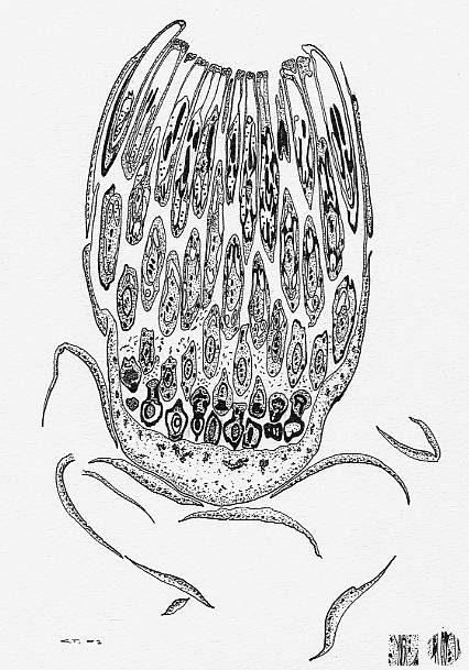 Taraxacum flower