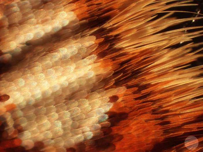 butterfly wing scales