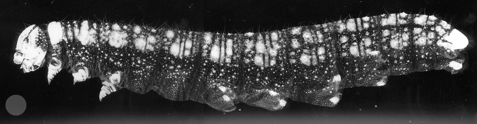 Large Cabbage white caterpillar