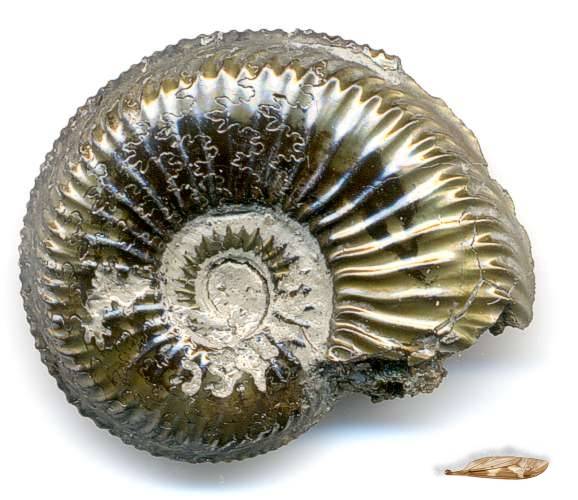 Ammonite