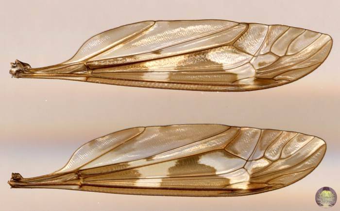 Cranefly wings