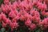 icon link Astilbes
