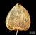 icon link Physalis