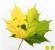icon link Sycamore leaf