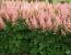 icon link Astilbe