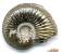icon link Ammonite